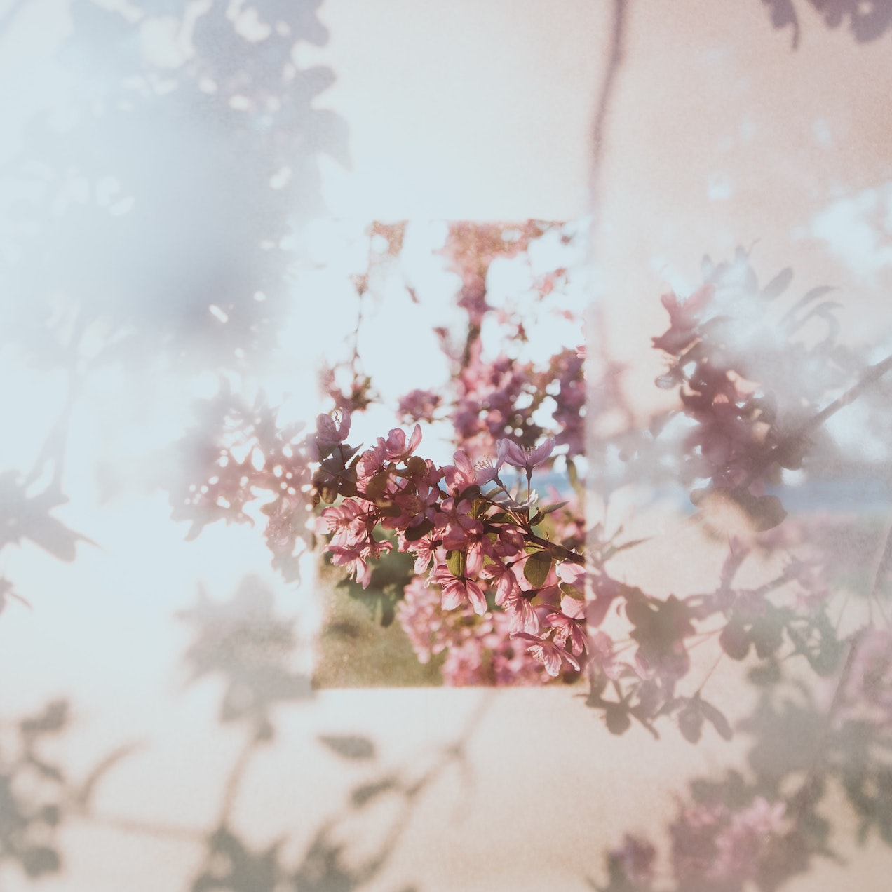 Virgin Suicides (Fan of)